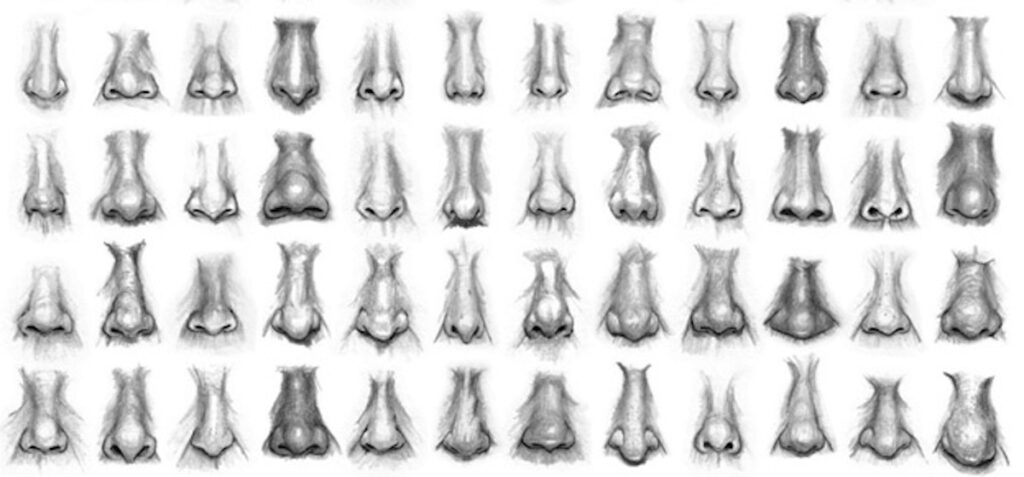 different types of nose shapes